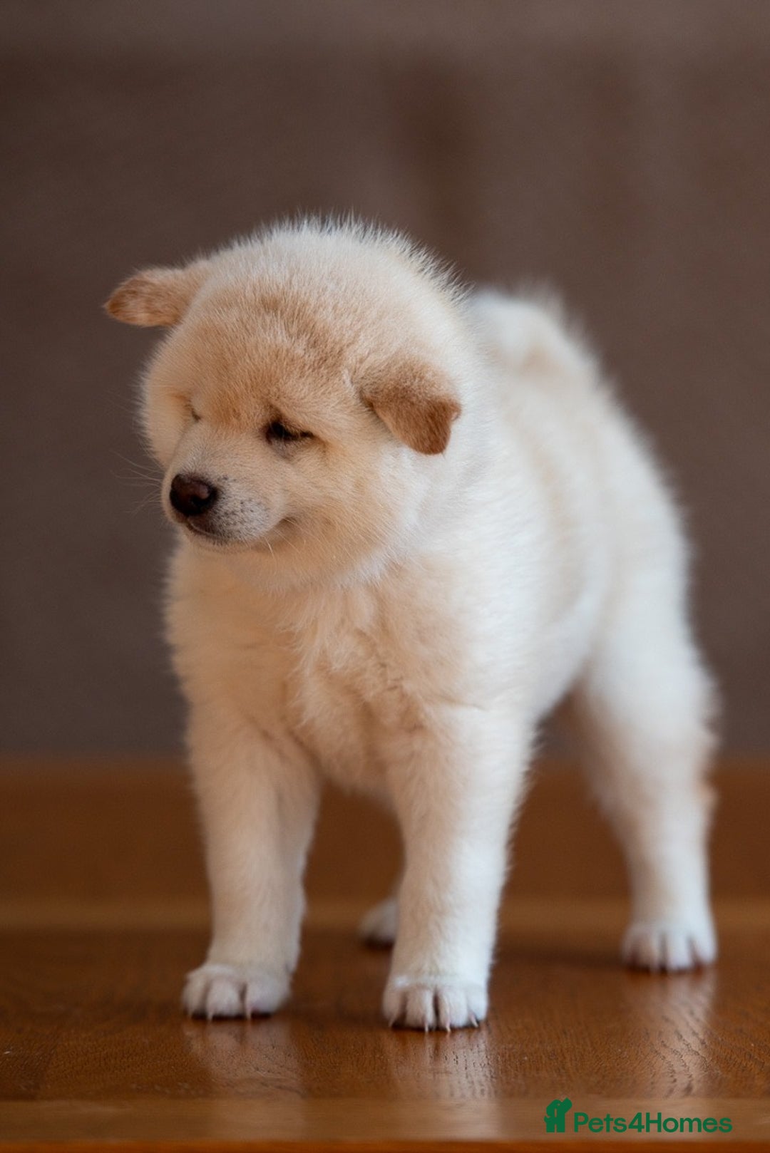 Japanese Shiba Inu dogs for sale: Shiba Inu Puppies – Top European Bloodlines UK KC - Advert 14