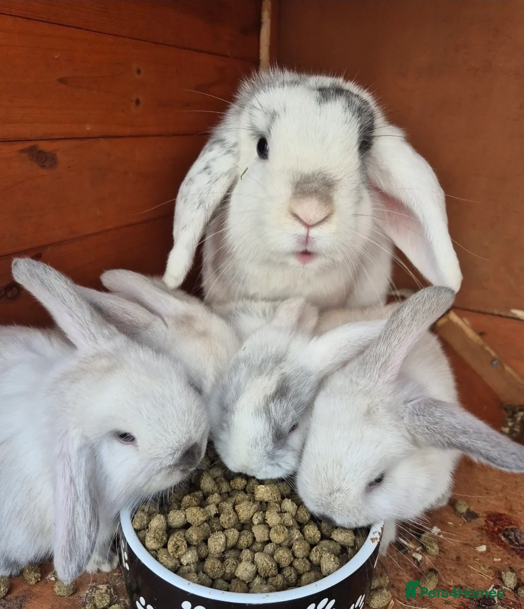 Mini Lop rabbits for sale: 🐰Baby pure-bred Mini Lop babies🐰 - Advert 2