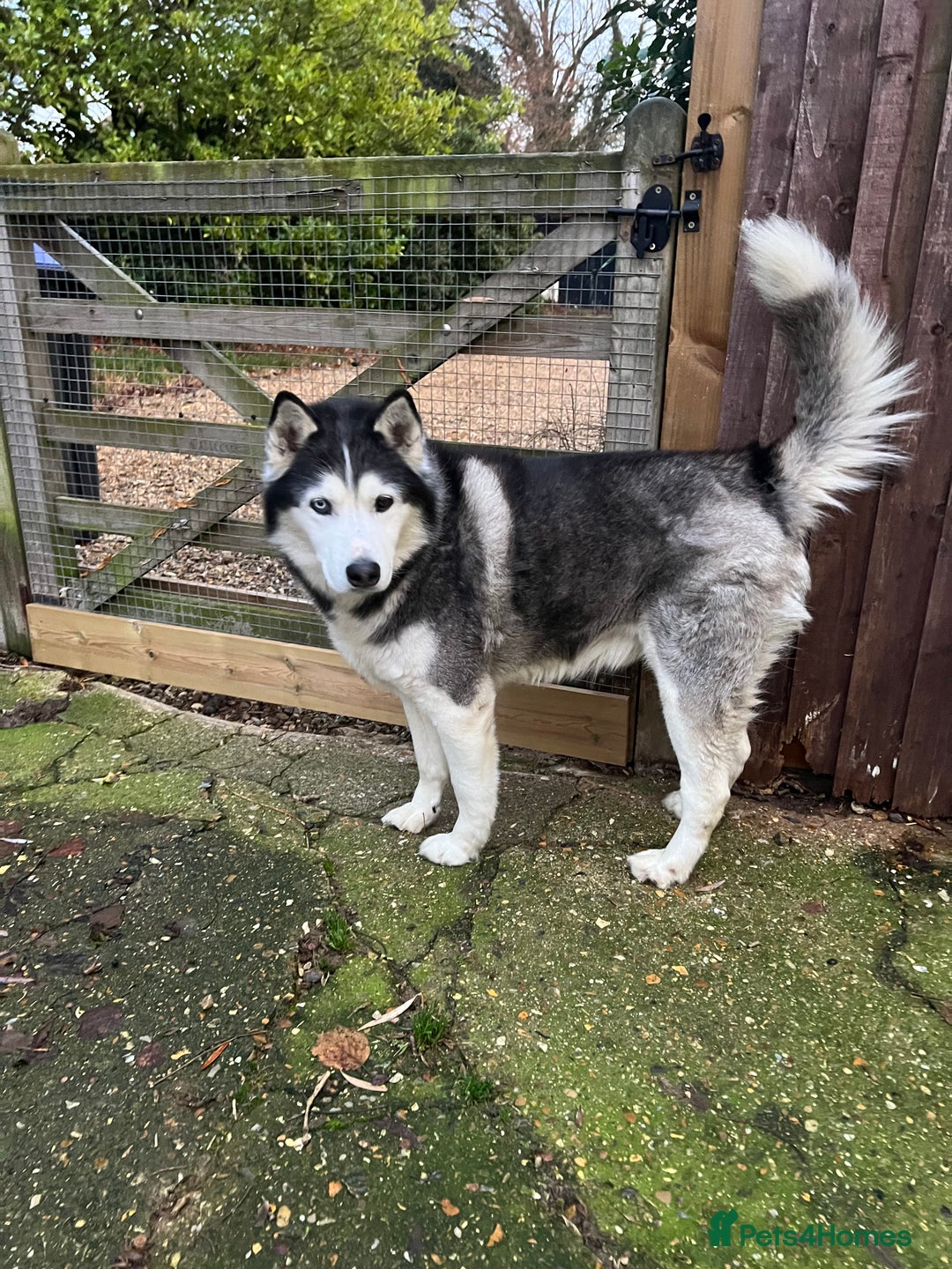 Siberian Husky dogs for sale: Siberian Husky  - Advert 2