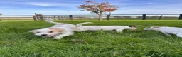 Jack Russell dogs for sale: Three beautiful jack Russel boys  - Advert 2