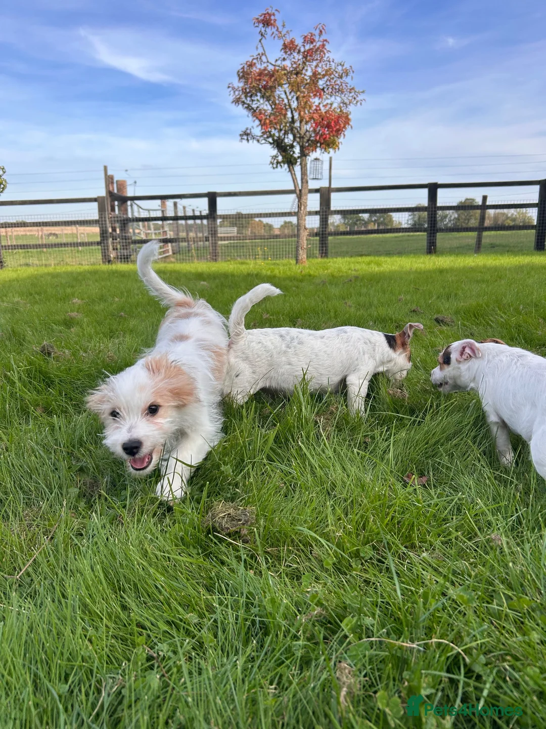 Jack Russell dogs for sale: Three beautiful jack Russel boys  - Advert 2