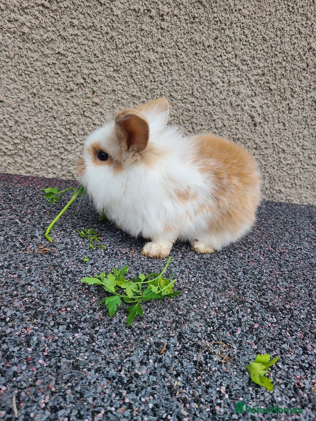 Mini Lion Lop rabbits for sale: Baby rabbits ready now males left - Advert 11
