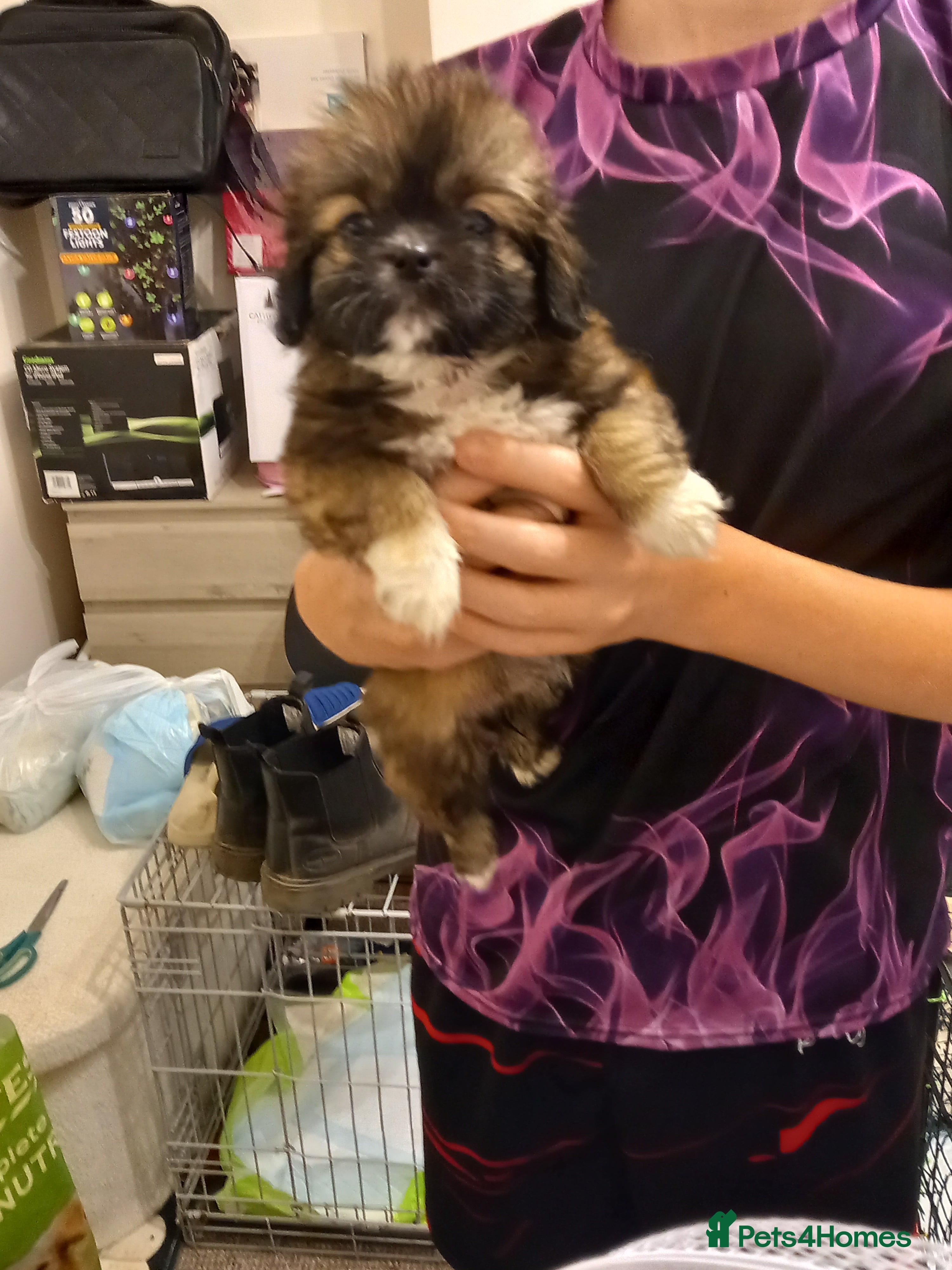 Mixed Breed dogs Shih tzu Cross chihuahua  - Advert 15