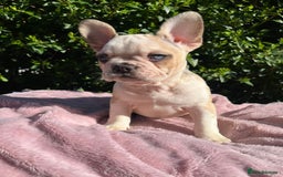 French Bulldog dogs for sale: Female Frenchie for rehoming  - Image 5
