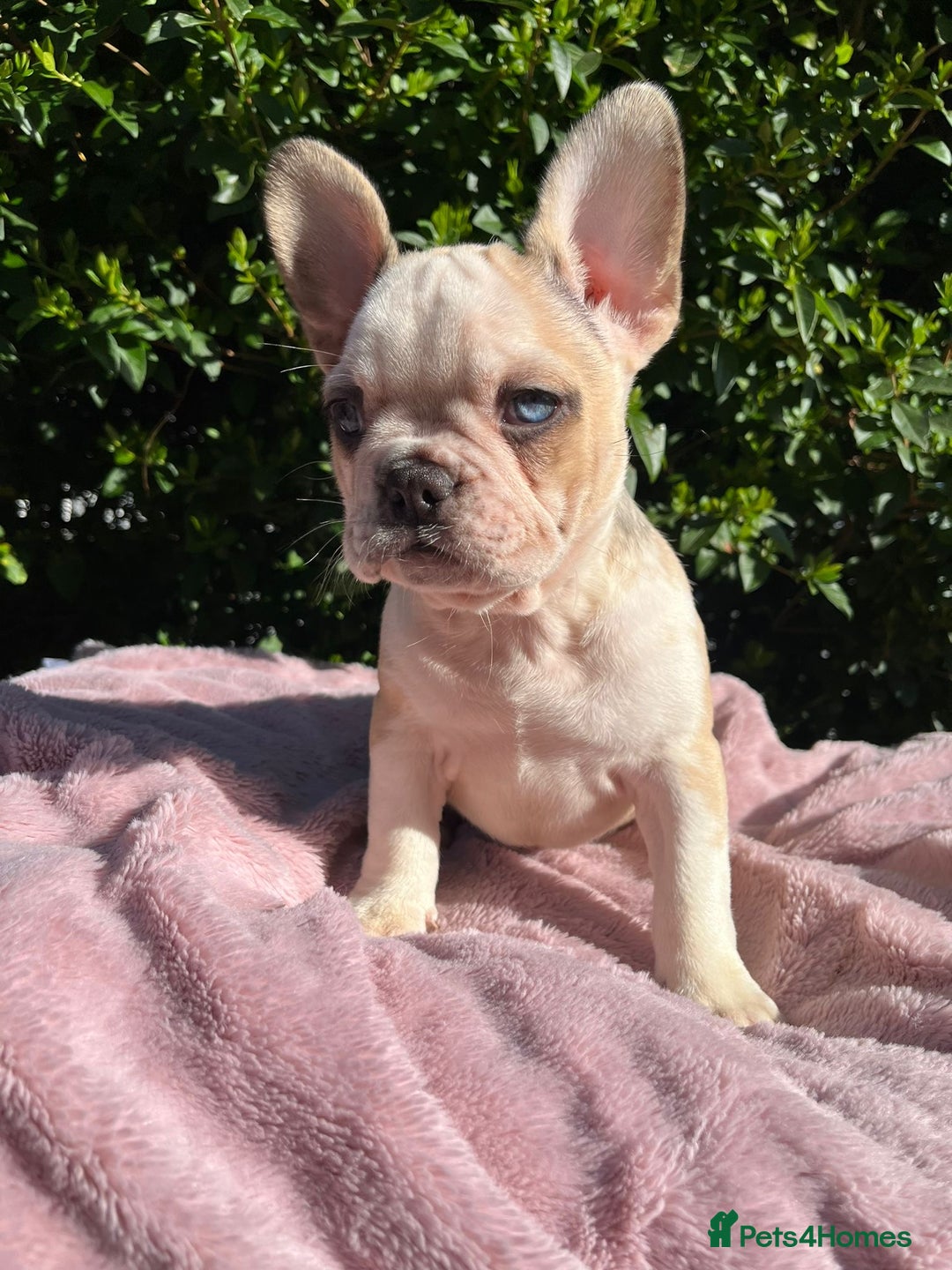 French Bulldog dogs for sale: Female Frenchie for rehoming  - Image 5
