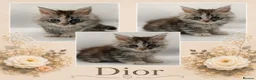 Maine Coon cats for sale: Maine coon kittens for sale  - Advert 2