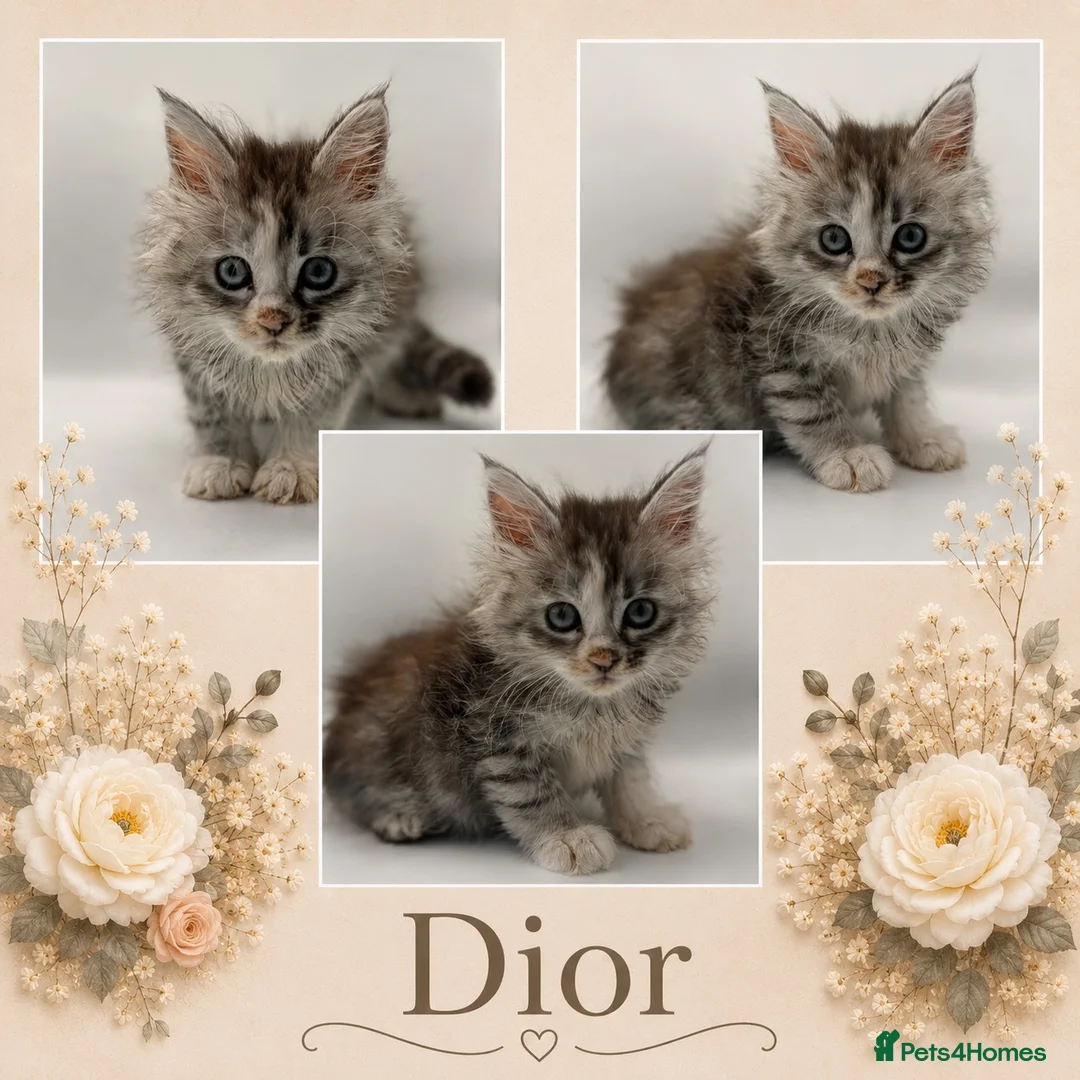 Maine Coon cats for sale: Maine coon kittens for sale  - Advert 2