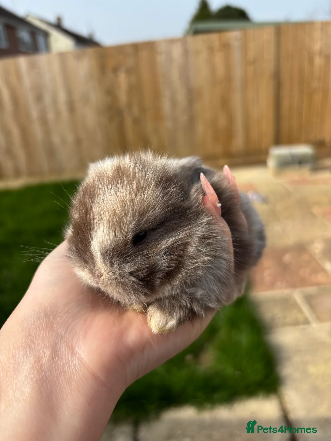 Mini Lop rabbits for sale: Beautiful chocolate Harlequins mini lops in Bournemouth - Advert 2