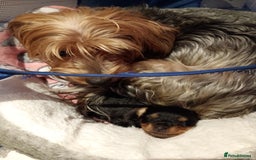 Yorkshire Terrier dogs for sale: Litter of 8, last male miniature Yorkie available - Image 2
