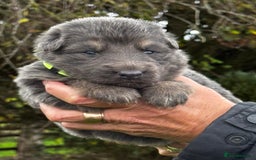 German Shepherd dogs for sale: ⭐️Chunky kc reg GSD pups ⭐️  - Image 21