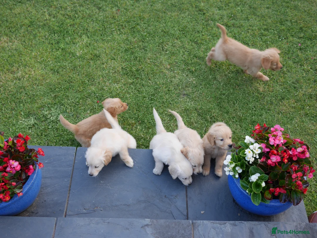Golden Retriever dogs for sale: Quality Health Tested Golden Retriever Puppies - Advert 13