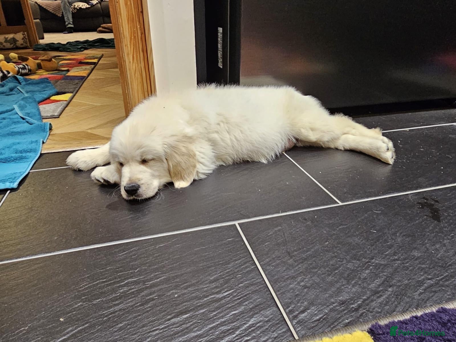 Golden Retriever dogs Amazing Golden Retriever Puppies - Advert 2