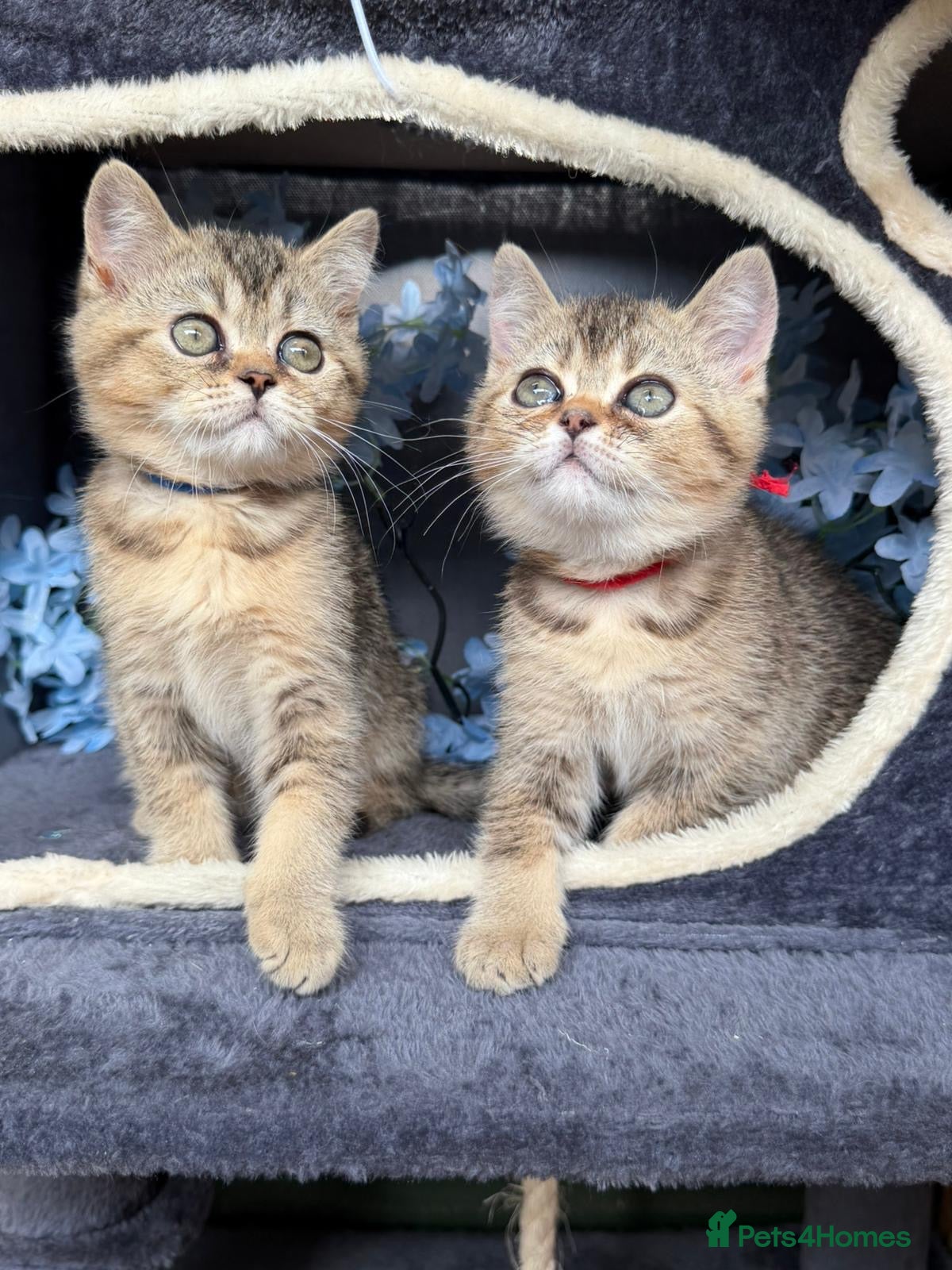 British Shorthair cats 3 TICA REGISTERED BSH boys - Advert 17