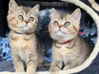 British Shorthair cats 3 TICA REGISTERED BSH boys - Advert 17