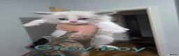 Mixed Breed cats for sale: Beauty fluffy litter ragdoll-ragcoon mix - Advert 7