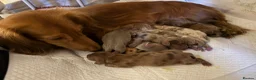 Miniature Dachshund dogs for sale: Long hair miniature dachshund  - Advert 17