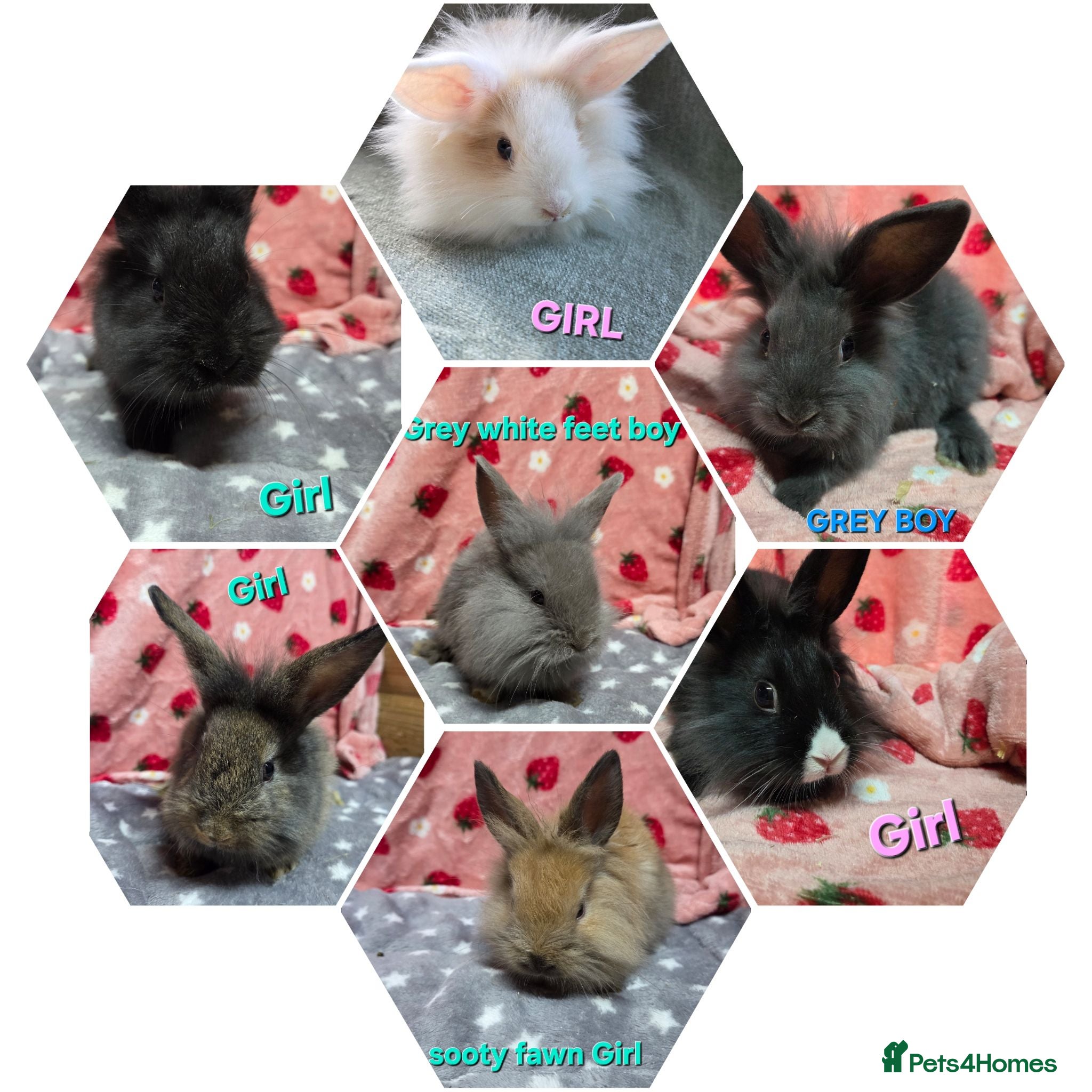 Lionhead rabbits Very Tame lion heads bunnies ☆ready now - Advert 1