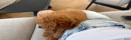Toy Poodle dogs for sale: Gorgeous tiny toy poodle for sale - Advert 6