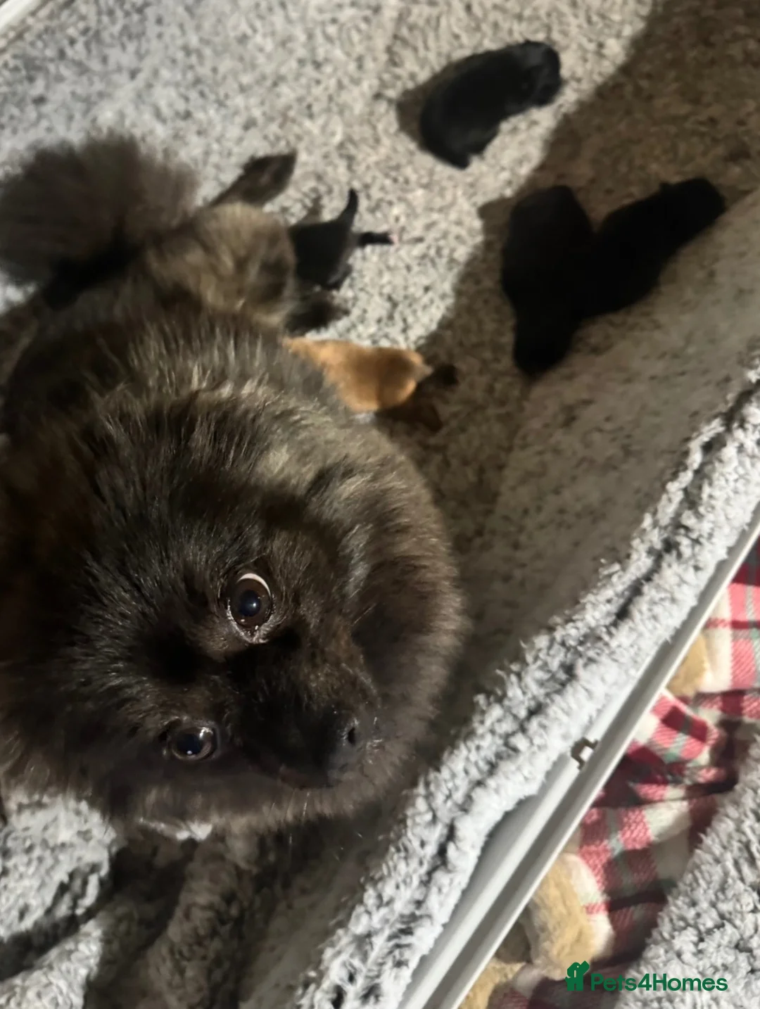 Pomeranian dogs for sale: Mini Pomeranian pups. Wee cherubs - Advert 1