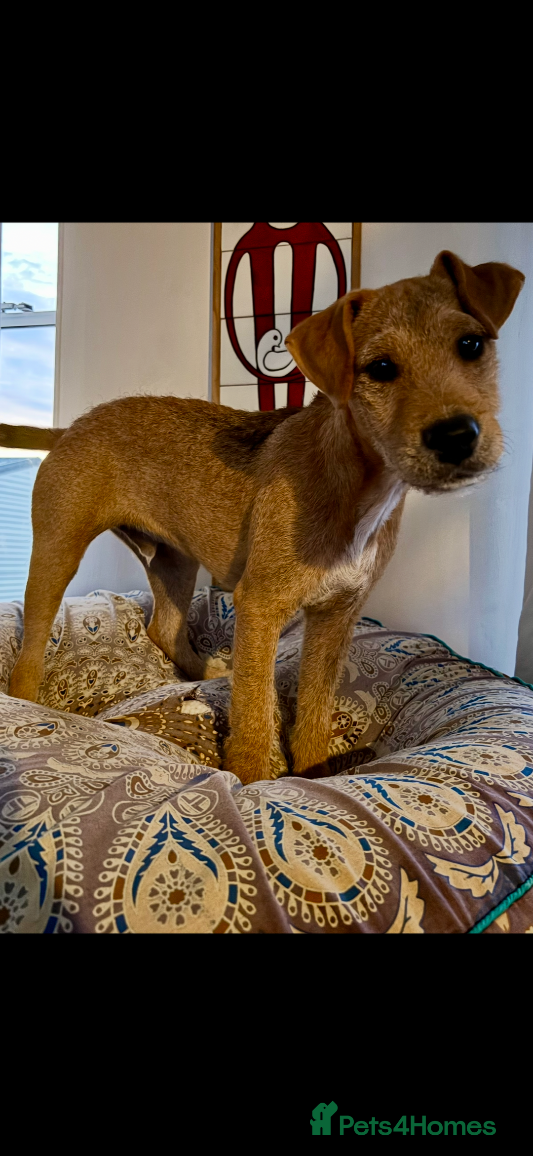 Lakeland Terrier dogs for stud: Lakeland cross patterdale terrier - Image 2