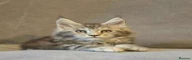 Simon