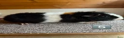 Guinea Pig rodents for sale: Teddy Boars & A Swiss Boar - Advert 7