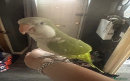 Parakeets birds for sale: Male Tame Quaker Parrot - Image 7