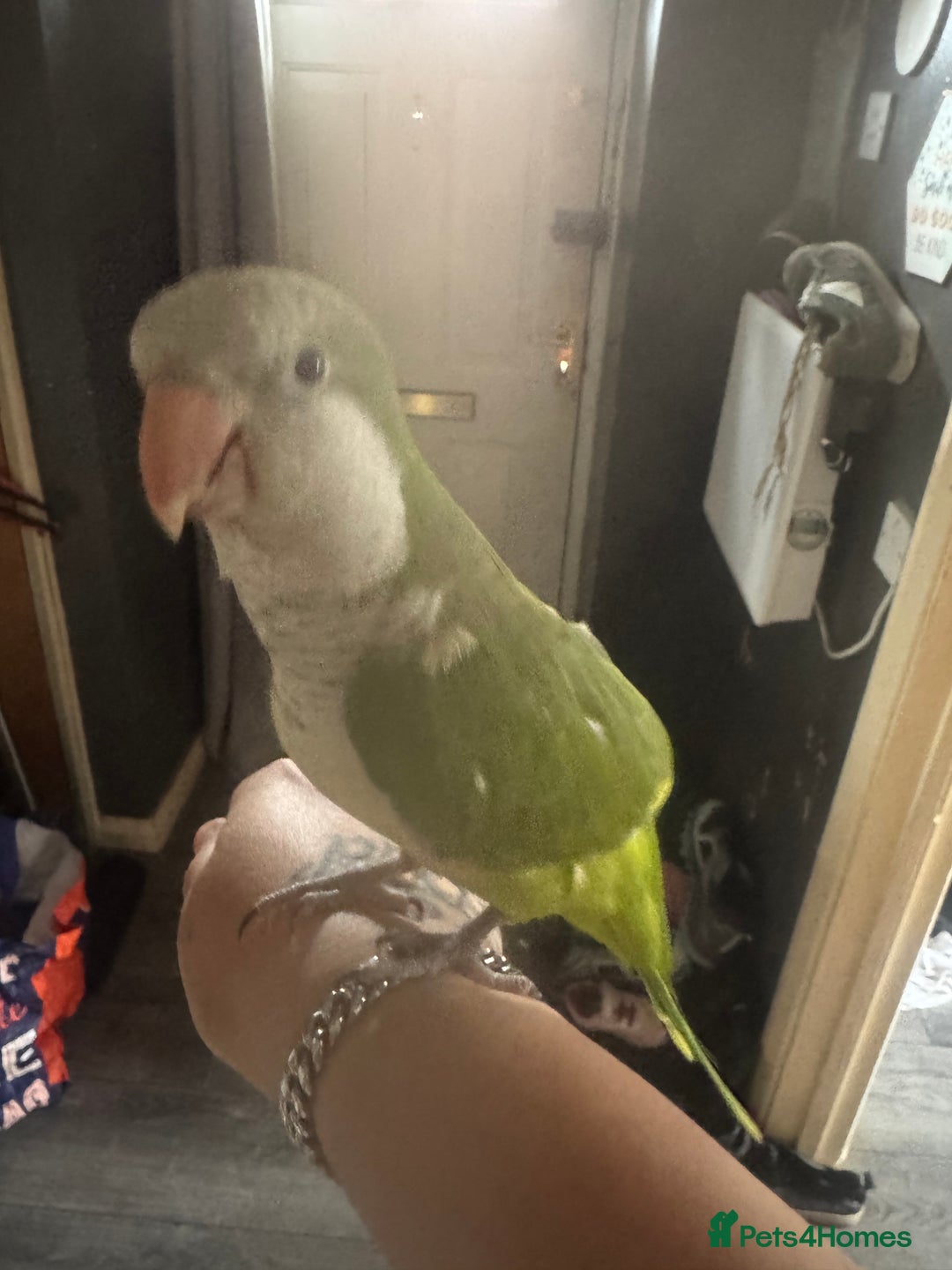 Parakeets birds for sale: Male Tame Quaker Parrot - Image 7
