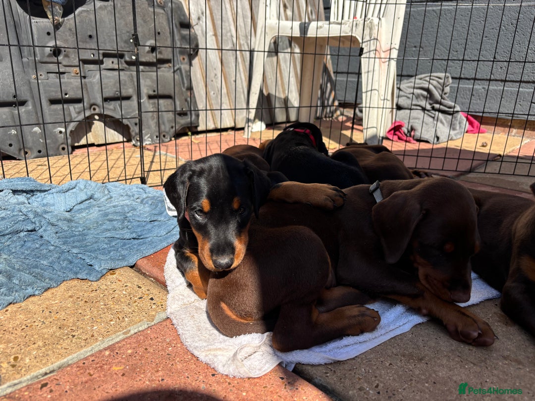 Dobermann dogs for sale: Doberman Puppies For Sale  - Image 21