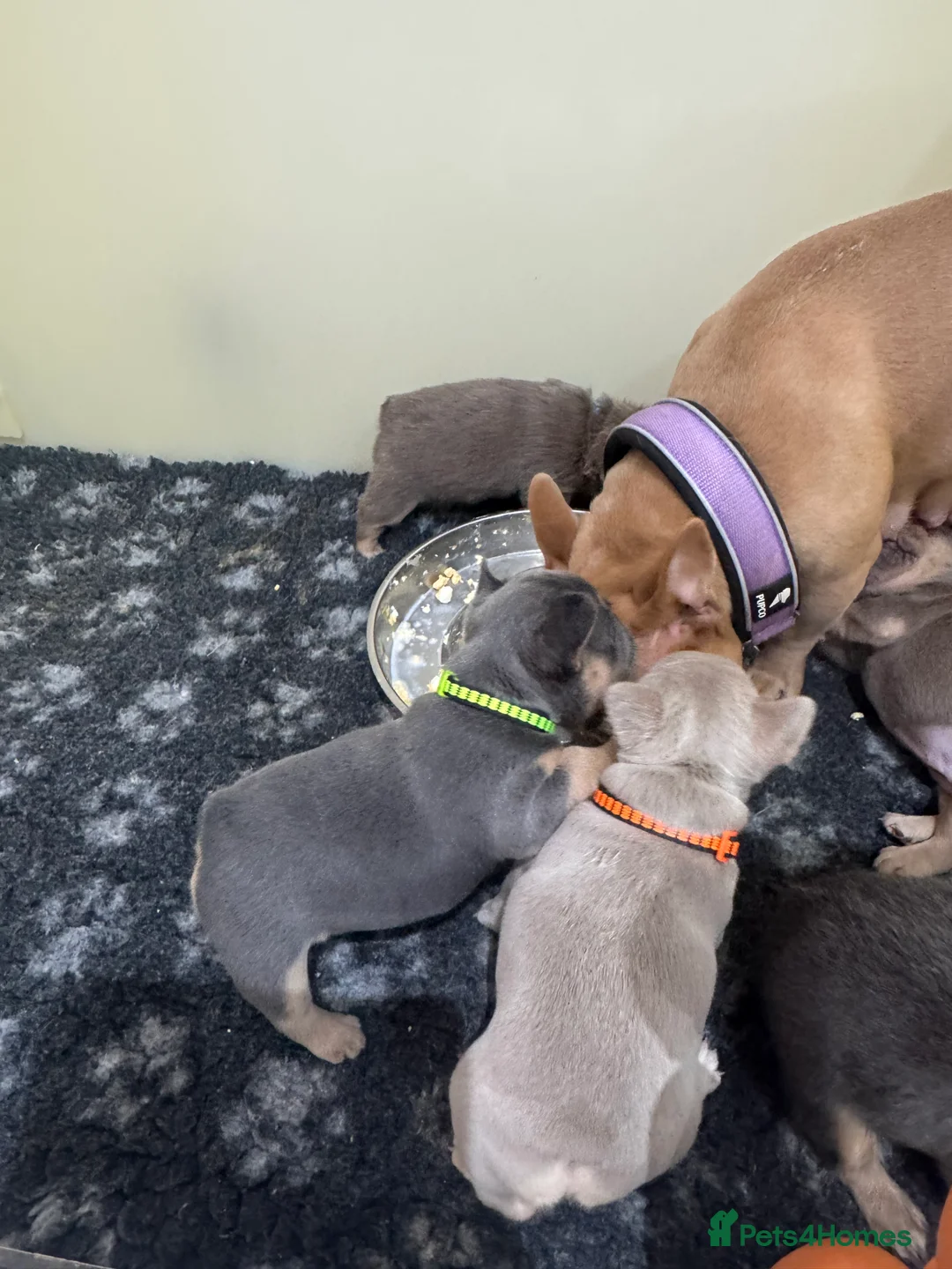 French Bulldog dogs for sale: Outstanding Frenchie pups KC registered  - Advert 11