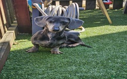 Miniature Dachshund dogs for sale: Blue tan dapple female - Image 2