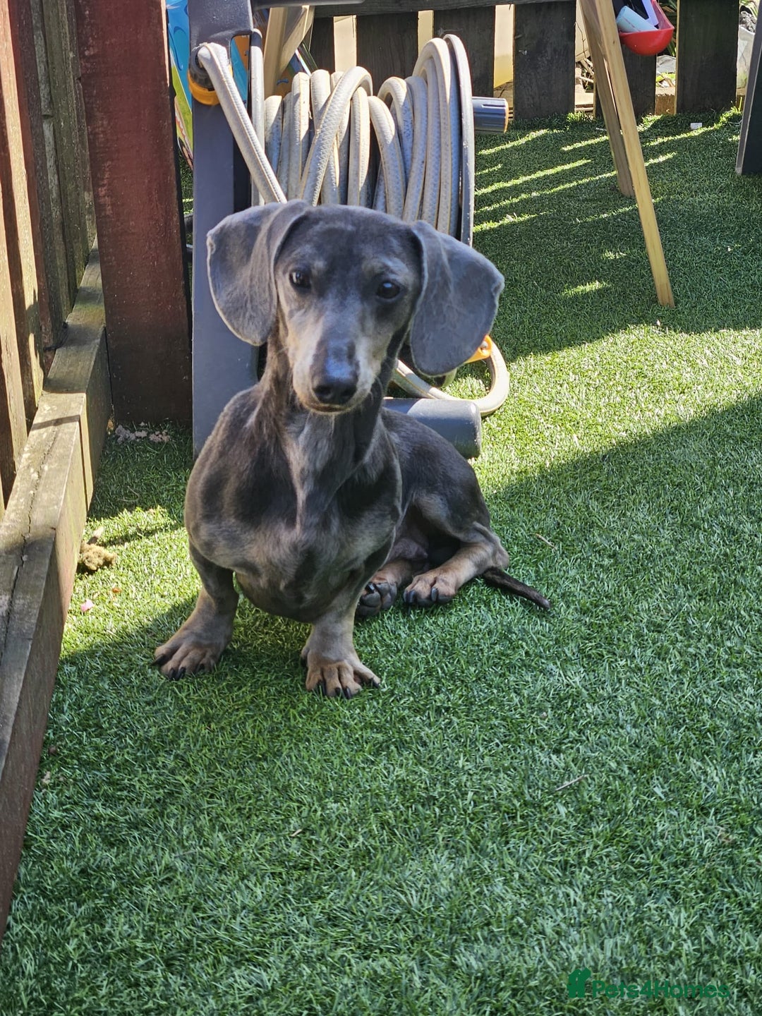 Miniature Dachshund dogs for sale: Blue tan dapple female - Image 2