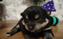 Japanese Shiba Inu dogs for sale: Well bred Japanese shiba inu puppies  - Image 18