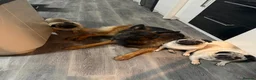 German Shepherd dogs for sale: GLENCONNER GERMAN SHEPHERDS - Advert 13