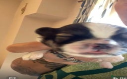 Mixed Breed dogs for sale: Shih Tzu X Frenchie - Image 4