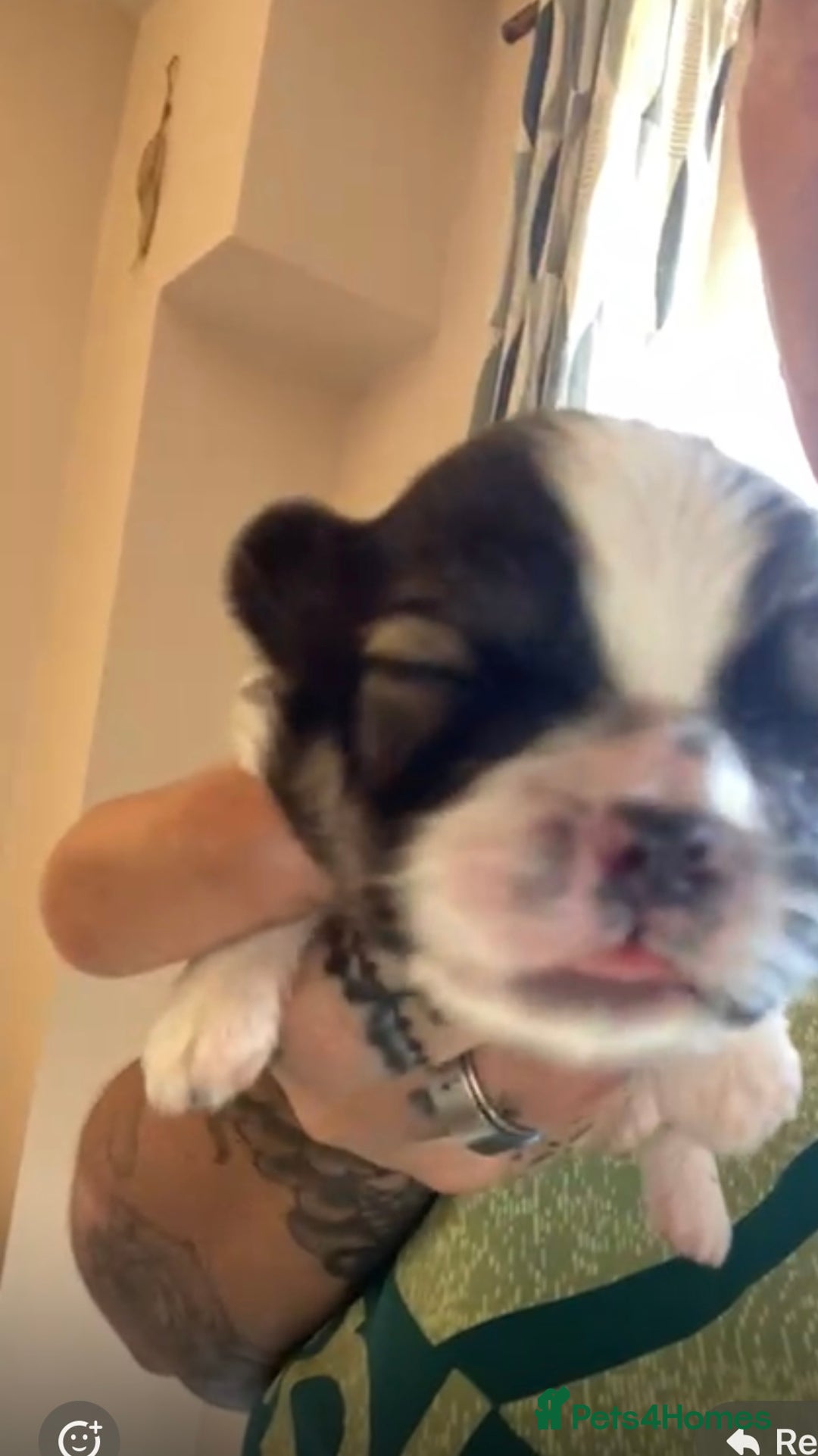 Mixed Breed dogs for sale: Shih Tzu X Frenchie - Image 4