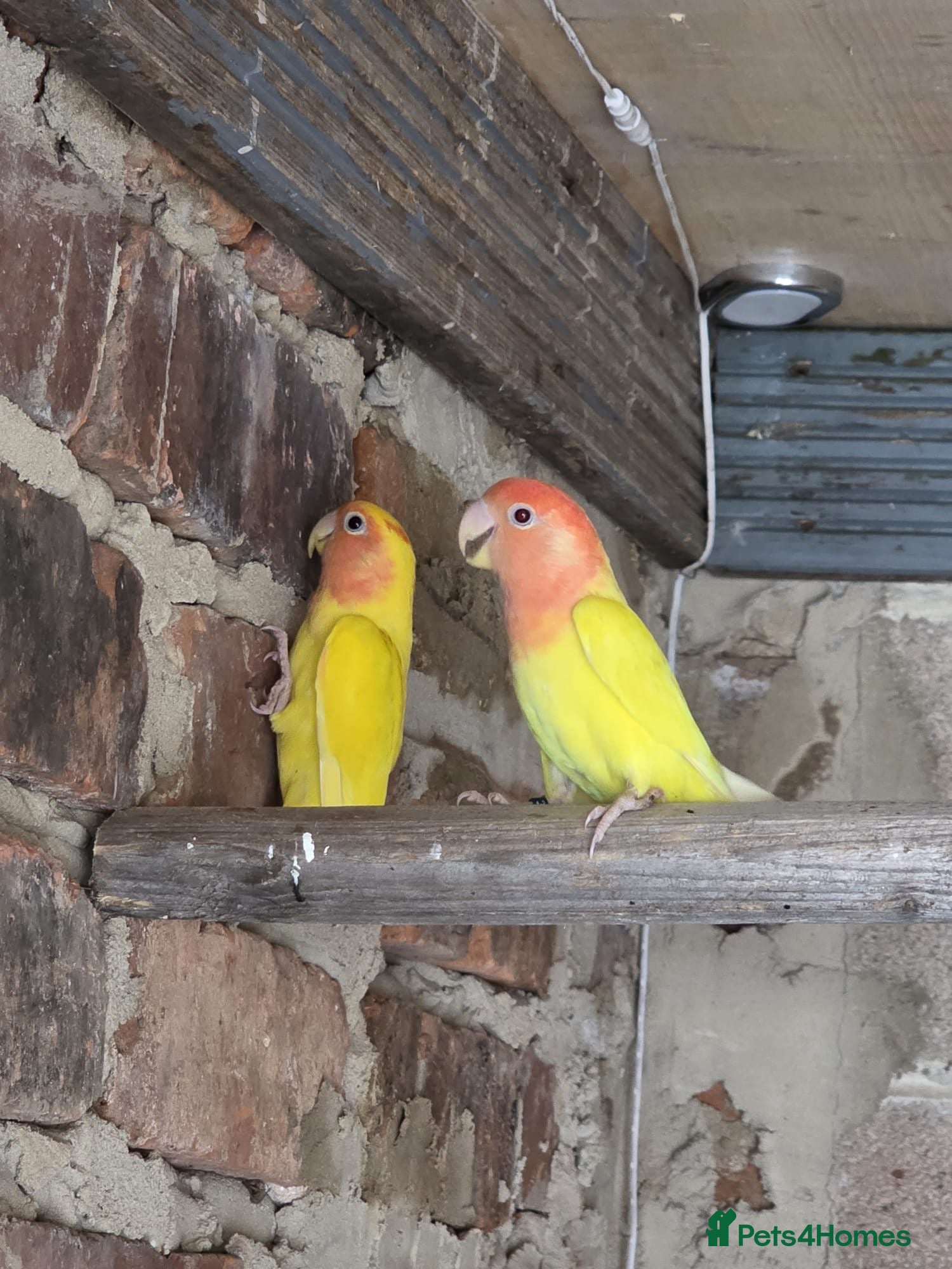 Parrots birds for sale: Pair of love birds - Advert 1