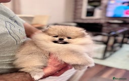 Pomeranian dogs for sale: Adorable Purebred Pomeranian Puppies – Male - Image 11