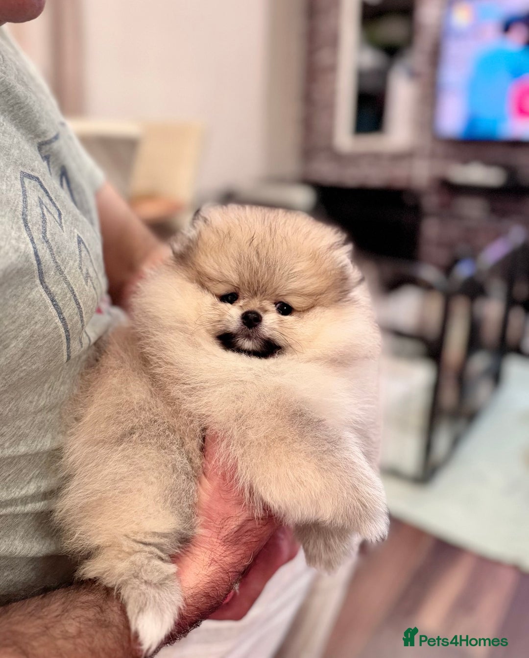 Pomeranian dogs for sale: Adorable Purebred Pomeranian Puppies – Male - Image 11