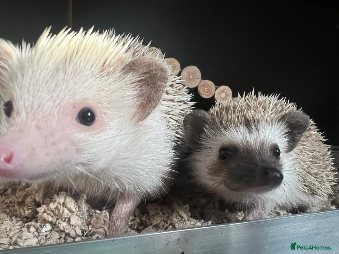 Pygmy Hedgehog rodents for sale: Pygmy Hedgehogs  - Advert 4