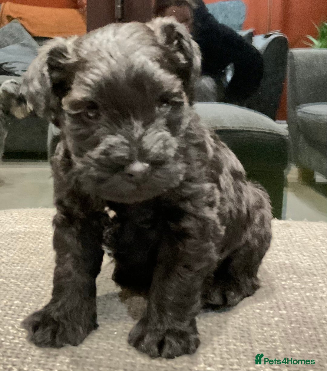 Miniature Schnauzer dogs for sale: Miniature Schnauzer pups - Advert 4