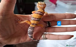 Gecko reptiles for sale: Leopard gecko babies - Image 8