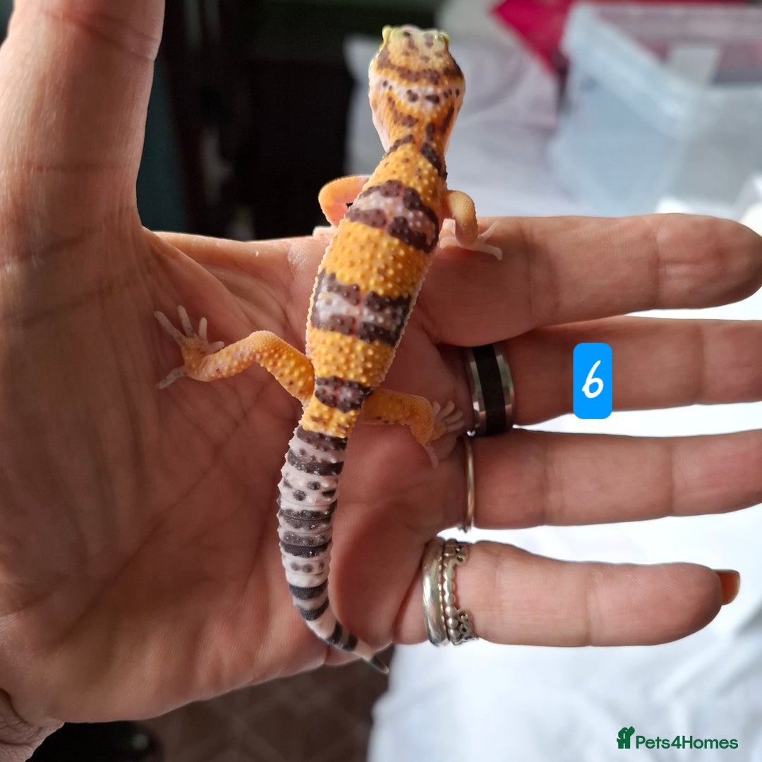 Gecko reptiles for sale: Leopard gecko babies - Image 8