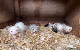 Ferret rodents for sale: Male ferrets born may 25 - Image 5