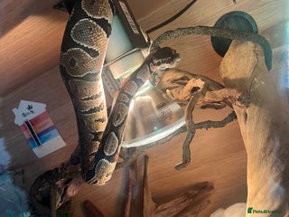 Python Snake reptiles Ball python - Advert 1