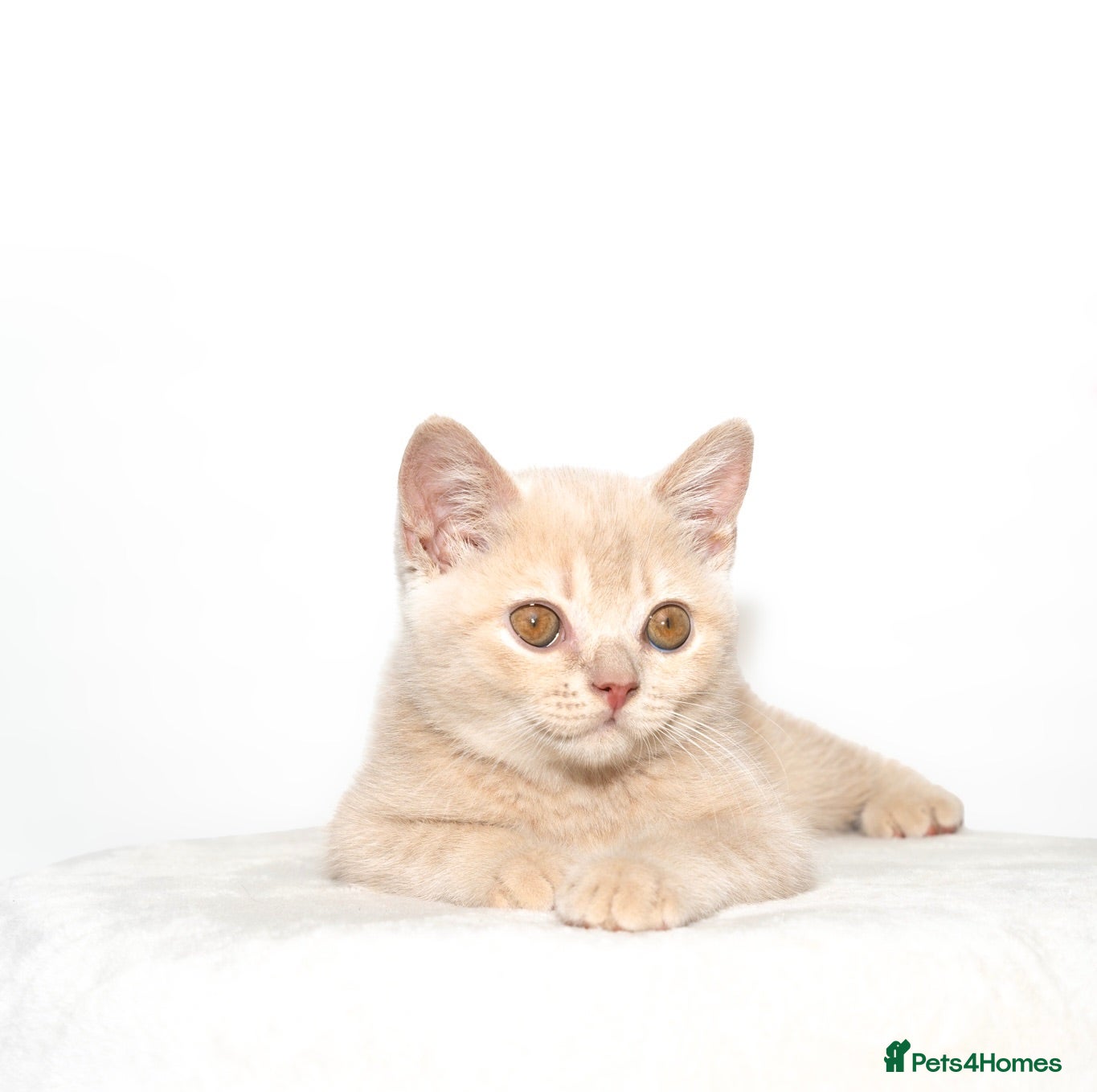 British Shorthair cats Cream British Shorthair Boy 🧸 - Advert 3