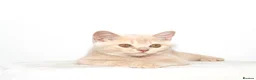 British Shorthair cats for sale: Cream British Shorthair Boy 🧸 - Advert 1