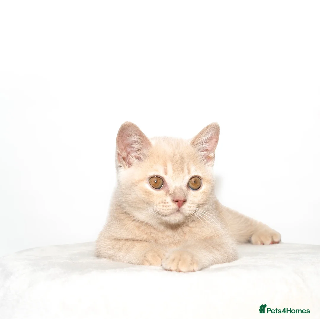 British Shorthair cats for sale: Cream British Shorthair Boy 🧸 - Advert 1