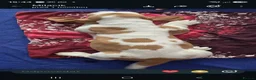 Basset Hound dogs for sale: Basset hound pups kc reg.European lines - Advert 6