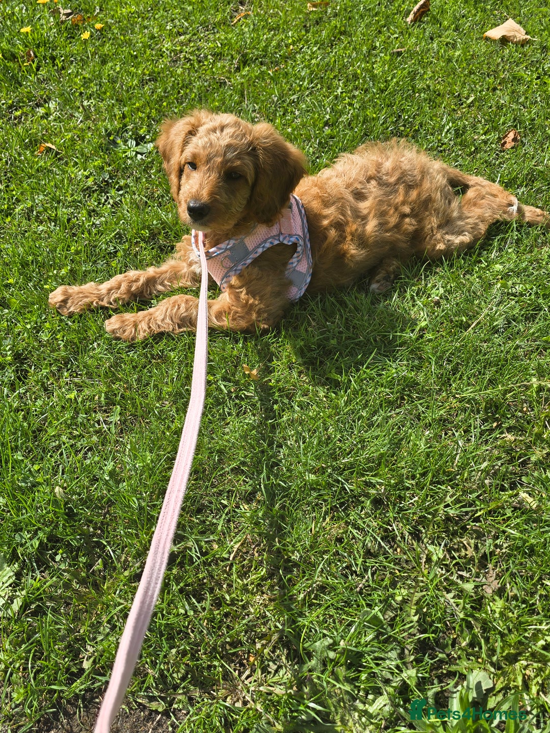 Cockapoo dogs for sale: 11 week old girl cockapoo - Image 2